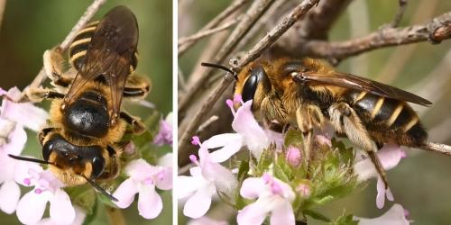 Réf. 345 987 : Andrena flavilabris